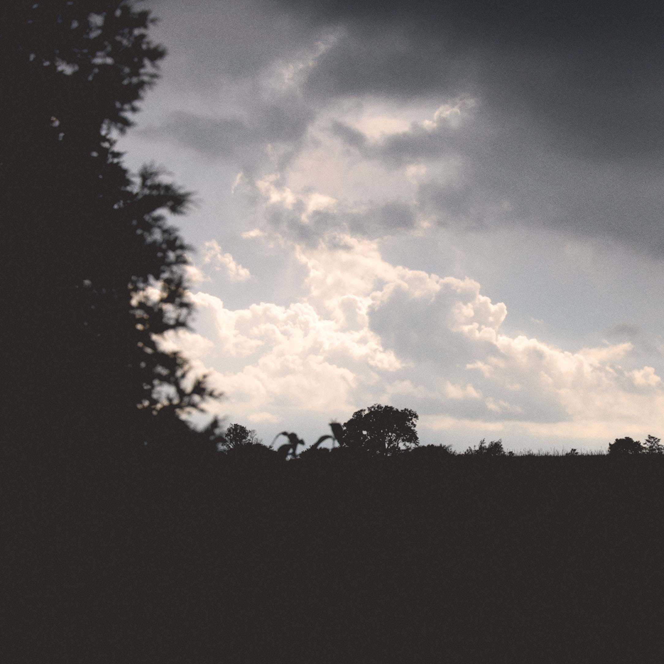 Clouds with tree silhouettes